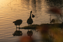 Two Canada Geese (Branta Canadensis) Stand At The Water's Edge Near Two Other Water Birds Framed By Reddish Leaves At Sunset.