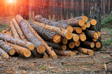 Wooden Logs In Forest