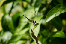 One Female Blue Dasher Dragonfly Or Pachydiplax Longipennis With Blurred Wings, Landing On The Leaf Of A Desert Rose Plant Outdoors Against A Green Blurred Nature Background.