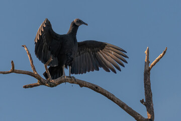 black fulture birds sitting in a tree against a blue sky