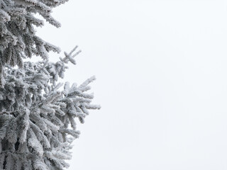 Winter Frost Covered Pine Tree Branches