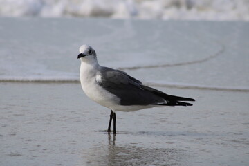 seagull on the beach