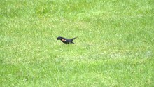 Tiny Little Bird Pecks Along The Ground And Flies Away