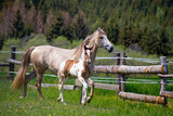 Fototapeta Konie - A mare with a foal runs in a paddock in a meadow
