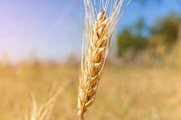 Closeup wheat in harvest season