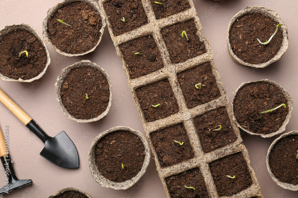 Peat pots with soil and green seedling on color background
