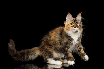 Wall Mural - Playful red maine coon cat with polydactyl paws play on Isolated black background