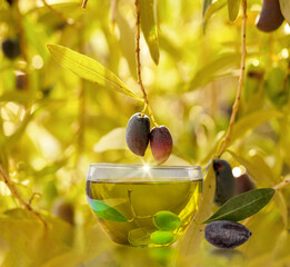 oil olives leaves in green olive trees background