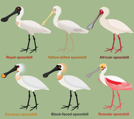 Wall Mural - Cute wading bird vector illustration set, Royal Spoonbill, Yellow-billed, African, Eurasian, Black-faced, Roseate spoonbill