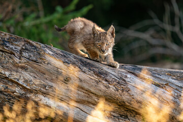 Wall Mural - Lynx cub on the fallen tree trunk. Focused small baby animal. Lynx lynx.