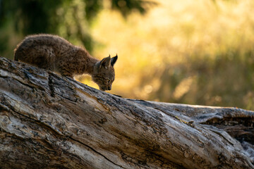 Wall Mural - Lynx cub on the fallen tree trunk from side view. Focused small baby animal. Lynx lynx.
