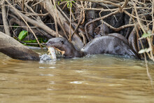 Giant River Otter, Pteronura Brasiliensis, A South American Carnivorous Mammal, Longest Member Of The Weasel Family, Mustelidae. Group Of Otters Feasting On Fish In The Cuiaba River, Pantanal, Brazil
