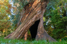 Large Hollow Twisted Eucalyptus Tree In The Park