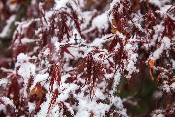 Sticker - frost on the branches