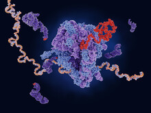 Ribosome Translating MRNA Into A Polypeptide Chain
