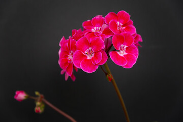 Two branches with red geranium inflorescences isolated on a black background.