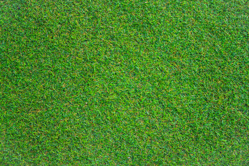 Wall Mural - Green grass texture can be use as background