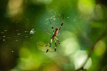 spider on the web
