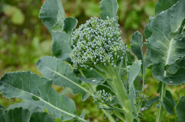 the ripe green broccoli flower plant seedlings in the garden.