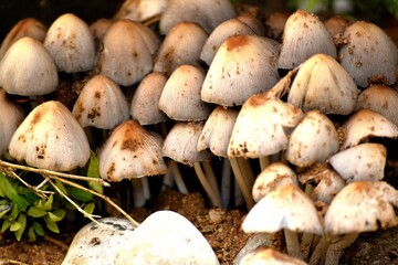 close up of mushrooms