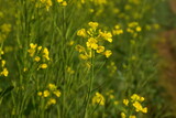 Fototapeta Kwiaty - Very beautiful bright yellow mustard flowers or canola or rapeseed field in the morning in wintertime in India
