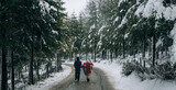 Fototapeta Tulipany - Gente paseando por el monte nevado