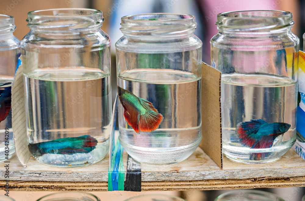 Fish Java Indonesia Various types of ornamental fish are sold in traditional markets in ...