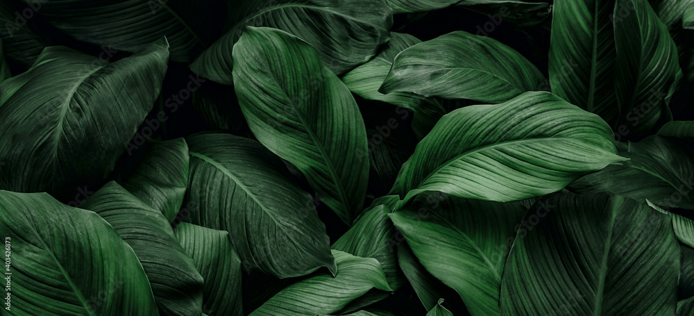 The concept of leaves of Cannifolium spathiphyllum, abstract dark green surface, natural background, tropical leaves - obrazy, fototapety, plakaty 