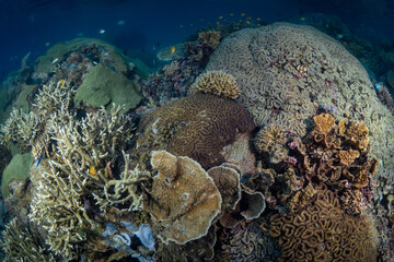 Wall Mural - Diverse biodiversity and many species of coral on healthy coral reef 