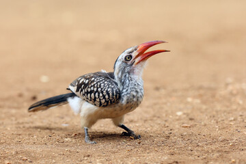 Poster - Young southern red-billed hornbill (Tockus rufirostris) sitting on the ground with open beak.A bird with a red open beak on the ground.