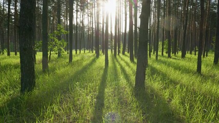 Aufkleber - Walk in the spring forest in the early morning. Sun breaks through the tree trunks and illuminates green grass. Great place for walks in nature and fresh air. Gimbal high quality shot, 4K