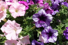 Purple And Pink Flowers Of Petunias In May