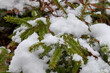 grüne Tannen Zweige mit Schnee