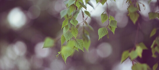 Canvas Print - background of fresh lovely birch branches with green leaves.