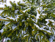 Nadelblätter eines Nadelbaumes mit Schnee