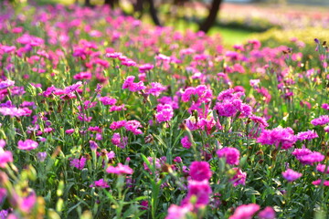  Colorful flowers in nature.flowers in the garden.Flower Blooming in the Suan Luang Rama IX Park. 