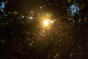 light penetrates