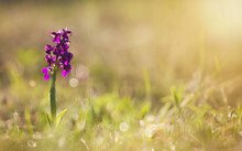 Floral Web Banner, Purple Wild Orchid Flower. Spring Forward, Springtime Concept.