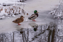 A Pair Of Ducks Are Standing On The Ice