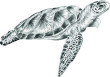 Sea Turtle Black White Sketch Vector Illustration
