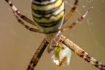 Wall Mural - Wespenspinne (Argiope bruennichii)