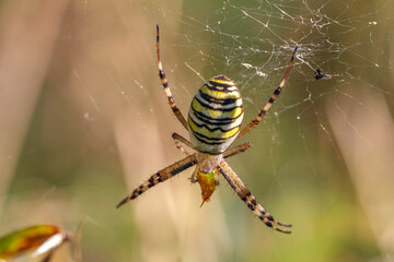 Wall Mural - Wespenspinne (Argiope bruennichii)