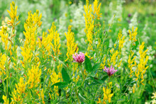 Two Lilac Clover Flowers On A Background Of Yellow Wildflowers