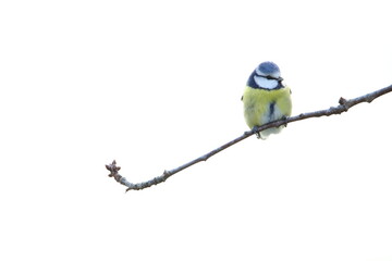 bird on a branch