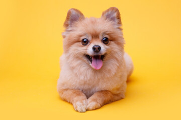 Portraite of cute fluffy puppy of pomeranian spitz. Little smiling dog lying on bright trendy yellow background. Free space for text.