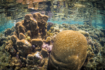 Wall Mural - Diverse biodiversity and many species of coral on healthy coral reef 