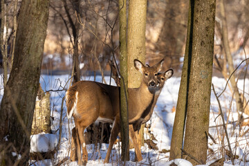 Poster - The white-tailed deer in the park