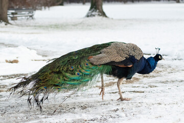 Closeup portrait Peacock walking snow 