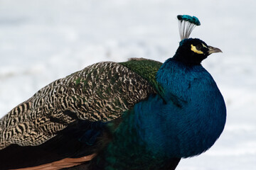 Closeup of beautiful peacock on snow