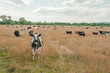 Cattle in a summertime meadow.